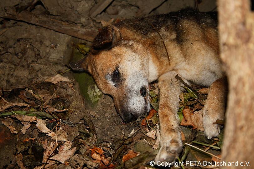 Nach internationalen Protesten von Tierschützern hat die Regierung in Kiew jetzt reagiert: Sie fordert die Bürgermeister des Landes auf, Tierheime für die herrenlosen Hunde einzurichten.
