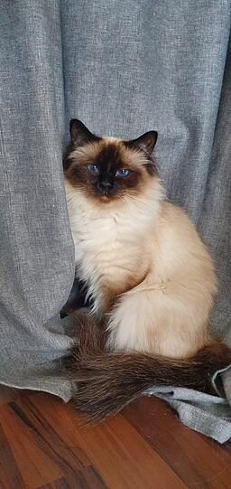 Nala