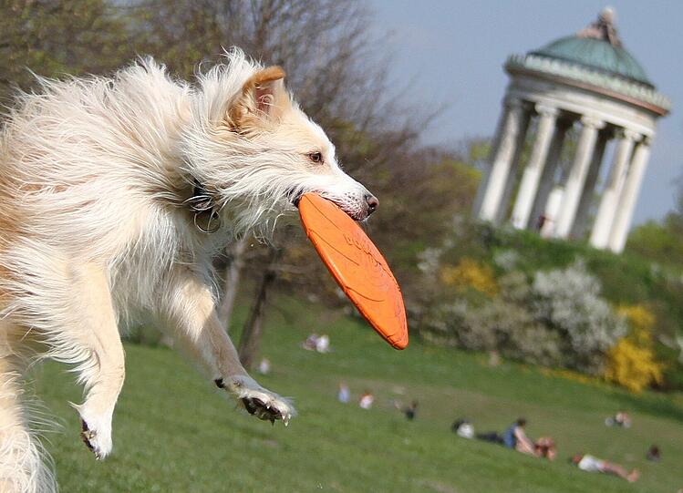 Eine der grünen Lungen der Stadt: Die Münchner lieben ihren Englischen Garten und kommen hier gern und oft her. Mit Familie, Freunden und natürlich ihren Hunden.