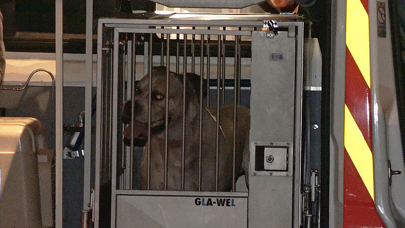 Hund, Kampfhund, Hannover, tot