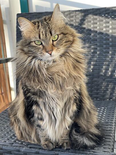 Nala