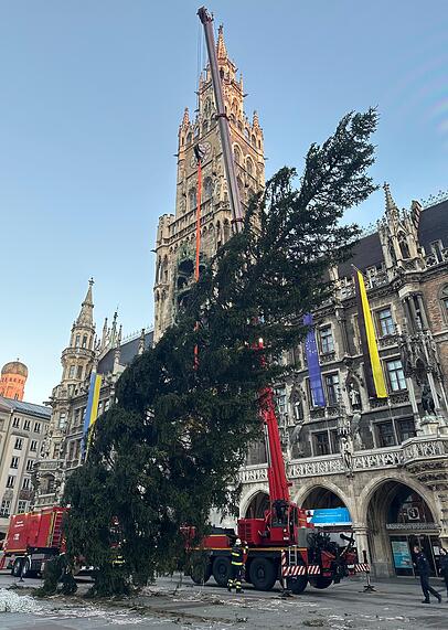 Der Weihnachtsbaum für die Münchner wird aufgestellt am Donnerstag, 6. November 2025. Der Weihnachtsbaum für die Münchner wird aufgestellt am Donnerstag, 6. November 2025.