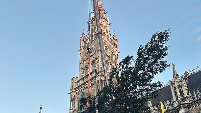 Der Weihnachtsbaum für die Münchner wird aufgestellt am Donnerstag, 6. November 2025. Der Weihnachtsbaum für die Münchner wird aufgestellt am Donnerstag, 6. November 2025.