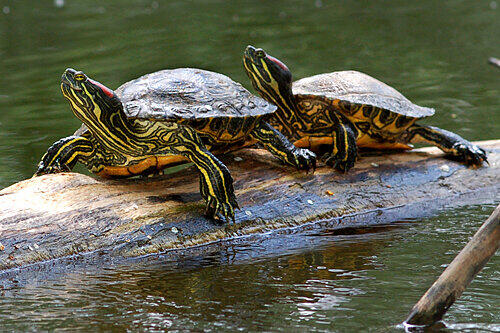 Fühlen sich ausgesprochen wohl: Zwei Rotwangenschildkröten beim Sonnen auf einem Baumstamm im Fürther Stadtpark-Weiher.
