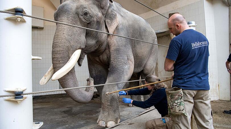 Tierärztin Dr. Gohl versorgt eine kleine Wunde bei Elefant Gajendra.