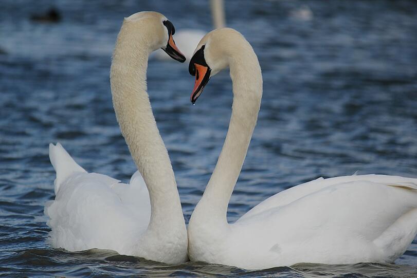 Bald ist Valentinstag.