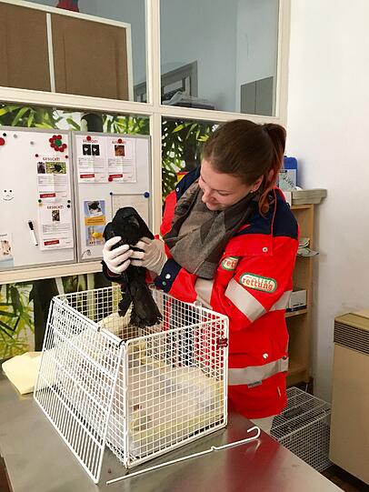 Nach kurzer stationärer Behandlung wurde der Vogel am Donnerstag wieder in die freie Wildbahn entlassen
