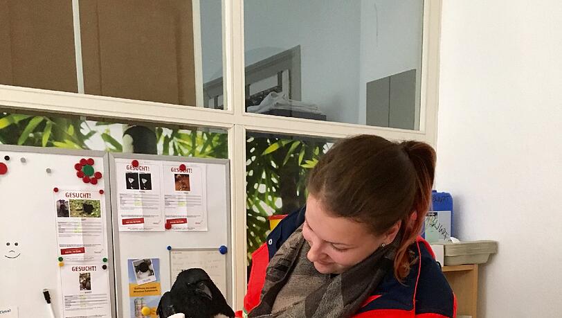 Nach kurzer stationärer Behandlung wurde der Vogel am Donnerstag wieder in die freie Wildbahn entlassen Nach kurzer stationärer Behandlung wurde der Vogel am Donnerstag wieder in die freie Wildbahn entlassen