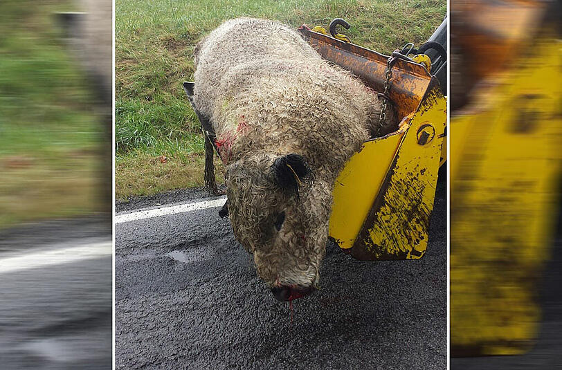 Der tote Stier wird mit einem Bagger abtransportiert.