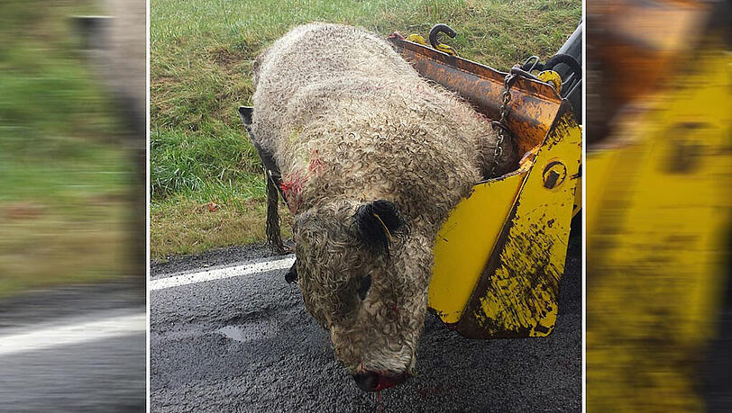 Der tote Stier wird mit einem Bagger abtransportiert. Der tote Stier wird mit einem Bagger abtransportiert.