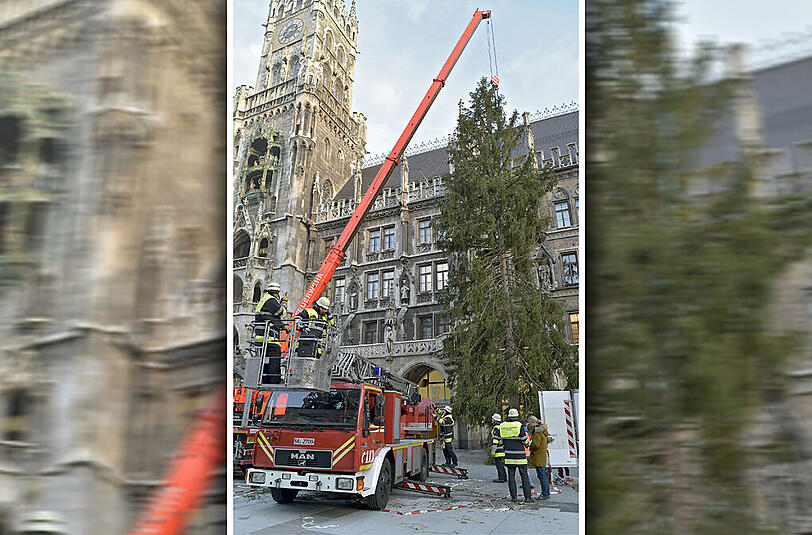 Um 6 Uhr ging's los: Die Feuerwehr stellte den diesjährigen Christbaum am Marienplatz auf.
