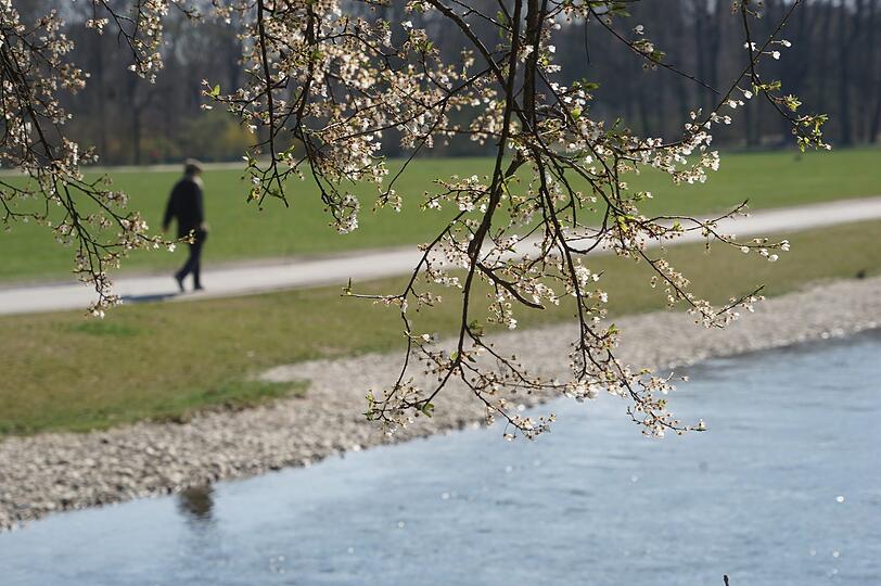 Ein Spaziergänger im Englischen Garten am Schwabinger Bach.