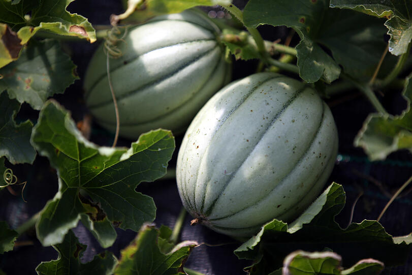 Diese Cantaloupe-Melonen locken schon bald die Wespen an.