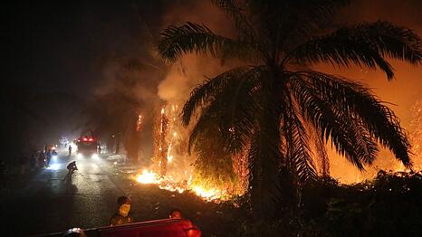 W&auml;hrend der Trockenzeit brechen auf Borneo immer wieder verheerende Feuer aus.