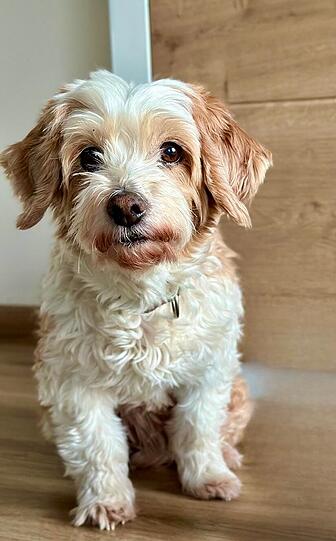Dali ist ein Havaneser, klein an Größe, aber groß an Herz. Seit 13 Jahren ist sie meine treueste Begleiterin. Sie spürt, wie es mir geht, tröstet mit einem Blick und schenkt mir jeden Tag bedingungslose Liebe. Für mich ist sie mehr als ein Hund – sie ist Familie.