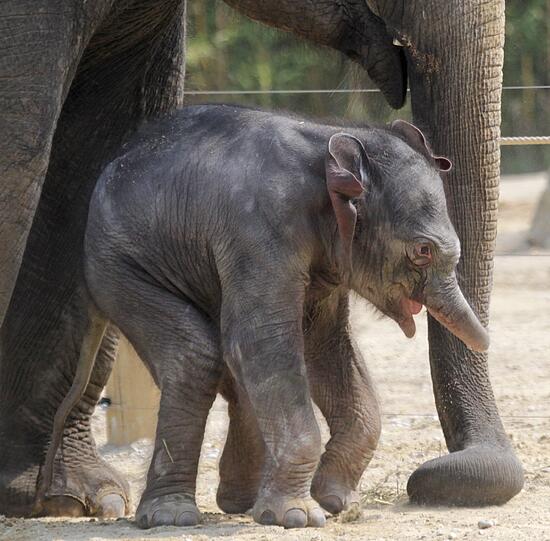 Die erste Schritte im Freien: Der Baby-Elefant im Außengehege.