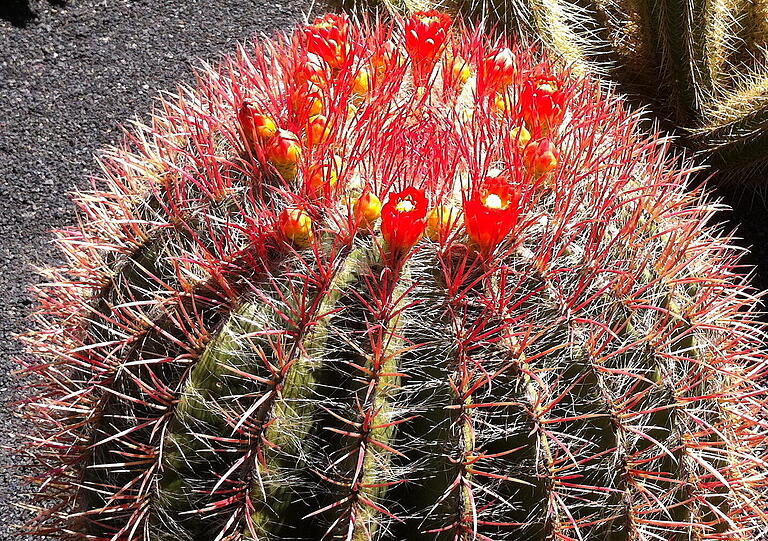Hier zu sehen: Der kleine rote Kaktus.