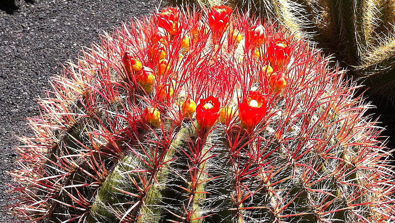 Hier zu sehen: Der kleine rote Kaktus. Hier zu sehen: Der kleine rote Kaktus.