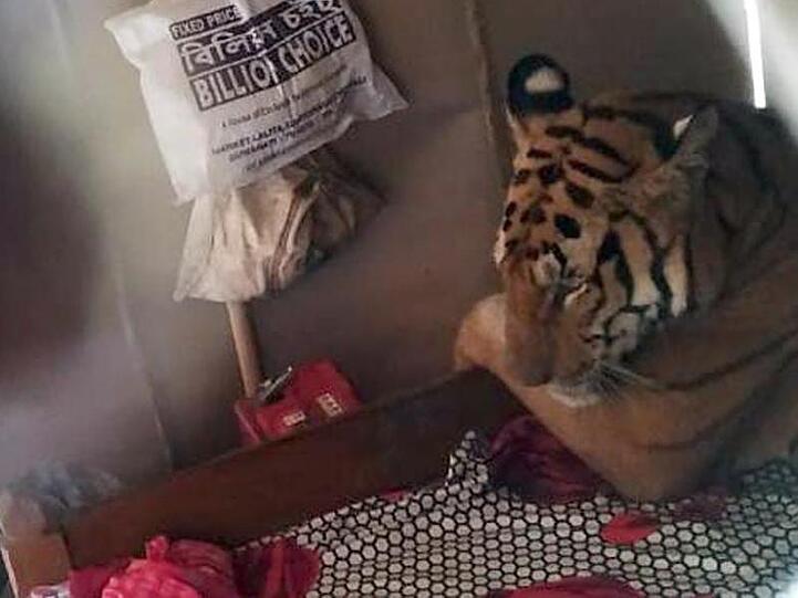 Der indische Tiger flüchtete vor den Monsun-Überschwemmungen in ein Haus - und legte sich dort kurzerhand ins Bett.