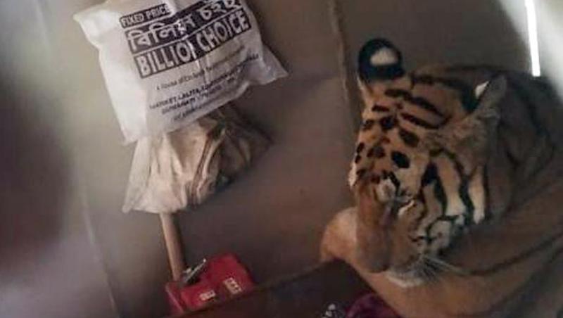 Der indische Tiger flüchtete vor den Monsun-Überschwemmungen in ein Haus - und legte sich dort kurzerhand ins Bett. Der indische Tiger flüchtete vor den Monsun-Überschwemmungen in ein Haus - und legte sich dort kurzerhand ins Bett.