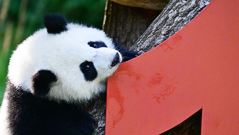 Vor einem Jahr kamen die Pandabären Leni und Lotti zur Welt.