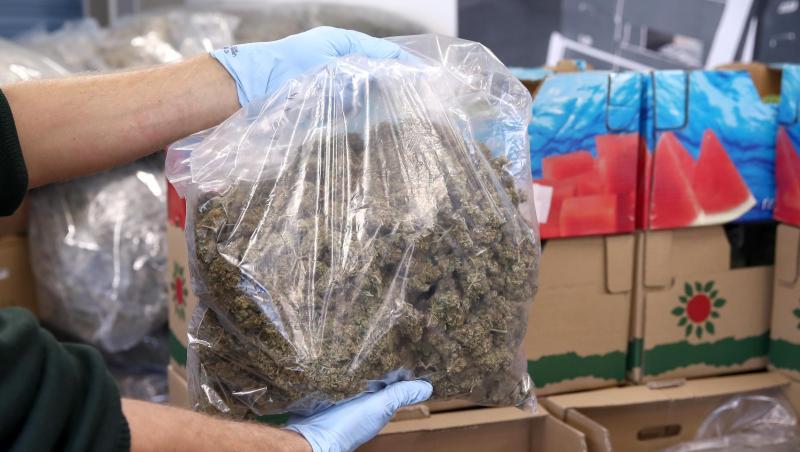 Ein Mitarbeiter des Zolls hält Marihuana in der Hand, welches verpackt in Plastikbeuteln in Obstkisten liegt. Foto: Daniel Karmann
