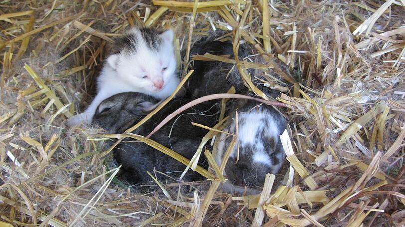 Flauschige Patchwork-Familie: Katzenbaby Mia, ihre Kaninchen-Geschwister und Riesenschecke Sarah.