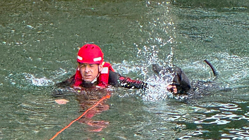 Ein Feuerwehrmann, gesichert durch eine Leine, hat den Hund am Halsband gepackt und schwimmt mit ihm in Richtung Ufer.