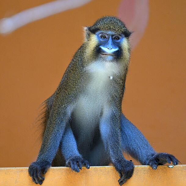 Das blaue Gesicht gibt den Äffchen ihren Namen. Das blaue Gesicht gibt den Äffchen ihren Namen.