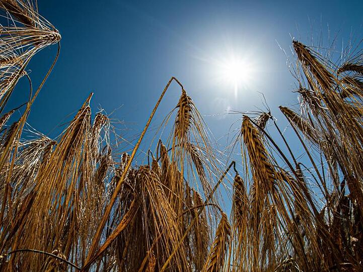 Die Sonne scheint bei strahlend blauem Himmel über einem Gerstenfeld. Foto: Swen Pförtner