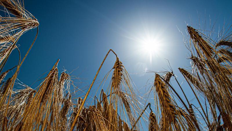 Die Sonne scheint bei strahlend blauem Himmel über einem Gerstenfeld. Foto: Swen Pförtner Die Sonne scheint bei strahlend blauem Himmel über einem Gerstenfeld. Foto: Swen Pförtner