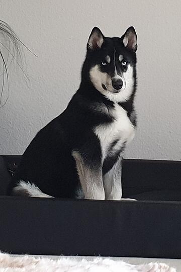 Wolfi