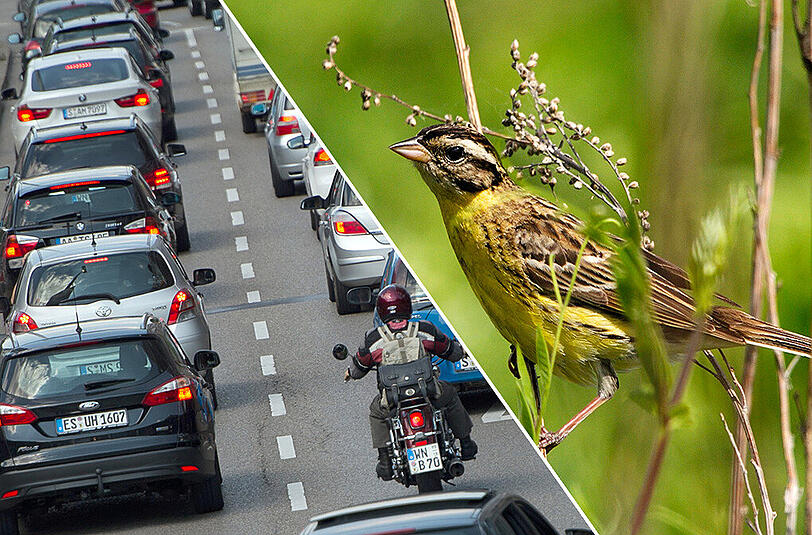 Besonders unbeliebt bei Städtern: Straßenlärm. 36 Prozent der Befragten würden gerne öfter Vogelgezwitscher hören.