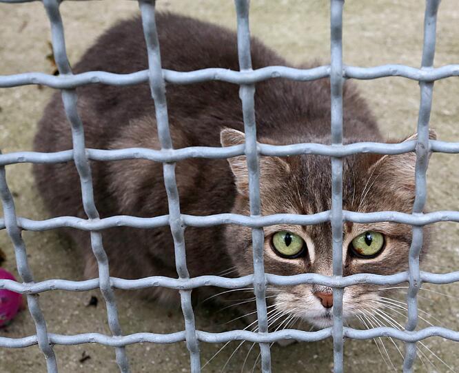 Katze hinter Gittern: Traurige Bilder wie dieses soll es im neuen Katzenhaus nicht mehr geben.