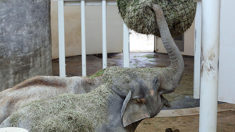 Weitere Bilder vom Foto-Spaziergang durch den Tierpark Hellabrunn am Donnerstagabend.