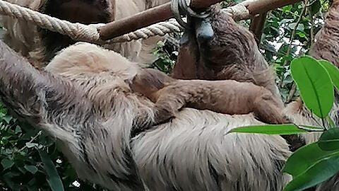 Hauptbeschäftigungen für den Nachwuchs: Schlafen und Kuscheln.