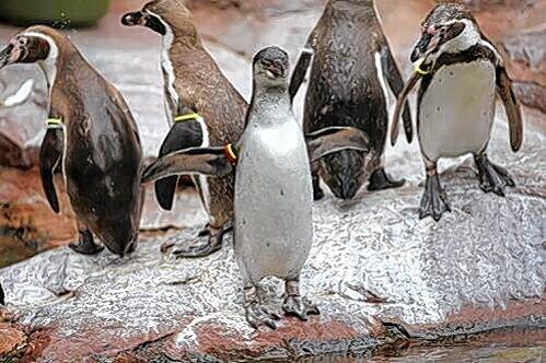 Zum ersten Mal watscheln die kleinen Pinguine nach draußen.