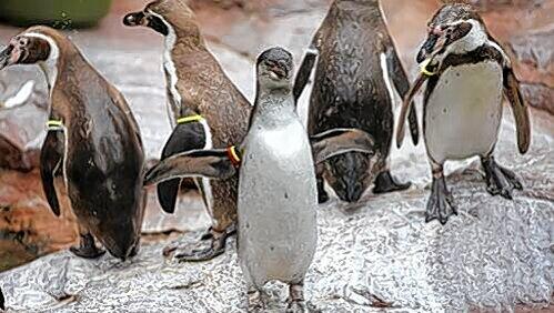 Zum ersten Mal watscheln die kleinen Pinguine nach draußen. Zum ersten Mal watscheln die kleinen Pinguine nach draußen.