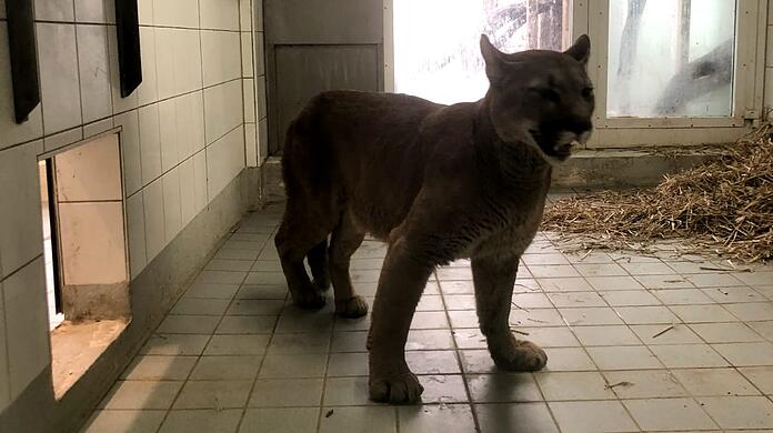 Bevor Puma Pele die Reise in seine neue Heimat antritt, soll er in München noch einmal gründlich untersucht werden.