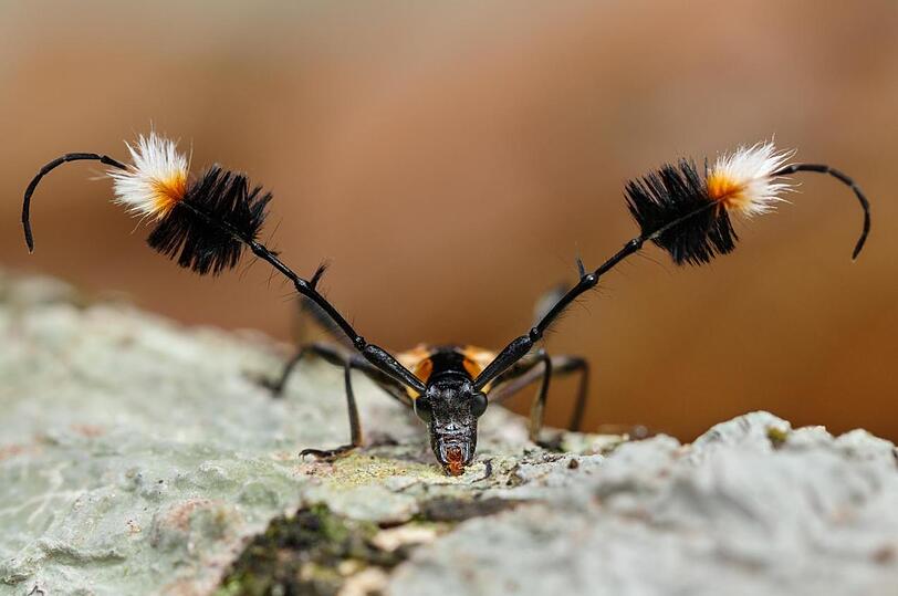 Pinselfühler-Bockkäfer: ein Beispiel für die skurrilen Formen und Farben des tropischen Regenwalds von Panguana.
