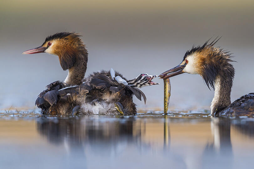 Jose Luis Ruis Jiménez hat dieses herzige Bild "Familie Haubentaucher bei Sonnenaufgang" genannt - und damit in der Kategorie "Verhalten: Vögel" gewonnen. Nach mehreren Stunden, die er bis zur Brust im Wasser stehend in einer Lagune nahe Brozas im Westen Spaniens verbracht hat, ist ihm schließlich diese Aufnahme des Wasservogelfrühstücks gelungen.