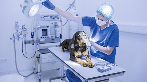 Ein Hund auf dem OP-Tisch. So ein Eingriff kann unter Umständen sehr teuer werden.