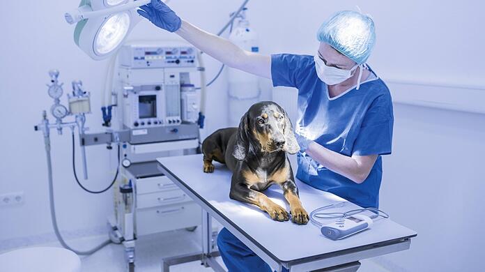 Ein Hund auf dem OP-Tisch. So ein Eingriff kann unter Umständen sehr teuer werden.