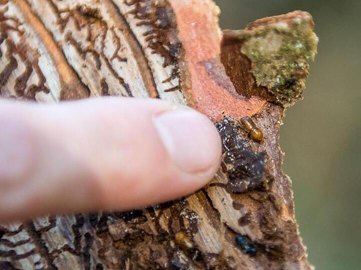 Ein ausgewachsener Borkenkäfer auf einem Stück Rinde: Borkenkäfer befallen und zerstören hauptsächlich Fichten.