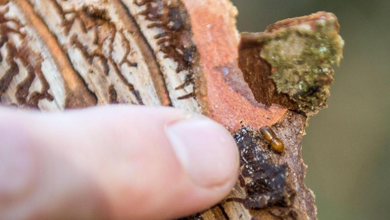 Ein ausgewachsener Borkenkäfer auf einem Stück Rinde: Borkenkäfer befallen und zerstören hauptsächlich Fichten. Ein ausgewachsener Borkenkäfer auf einem Stück Rinde: Borkenkäfer befallen und zerstören hauptsächlich Fichten.