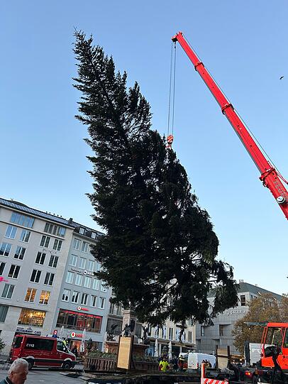 Knapp drei Wochen vor Beginn des Christkindlmarkts auf dem Münchner Marienplatz steht dort nun der große Christbaum.