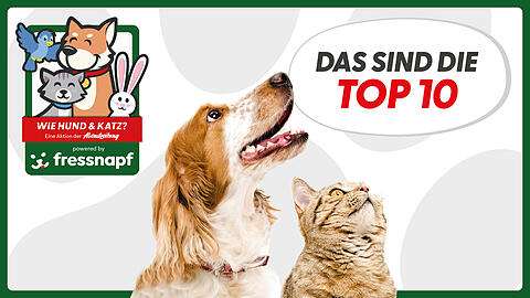 Wie Hund & Katz: Das sind die Top 10