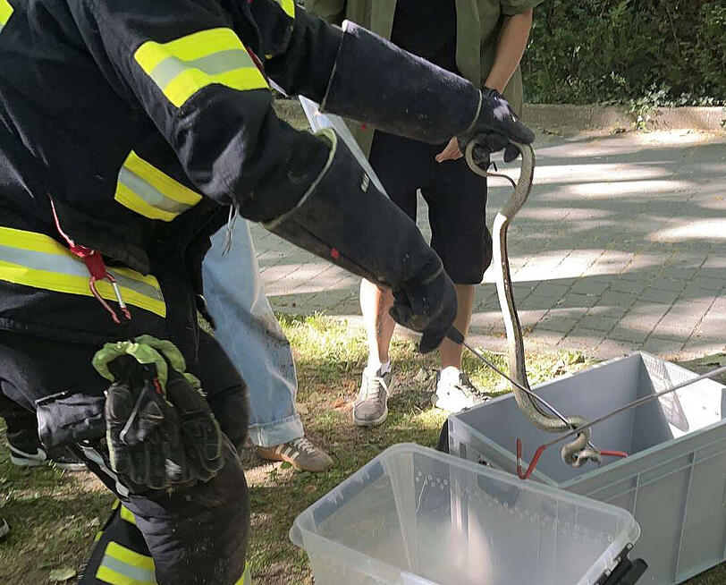 Da ist das Tier. Mit Schutzhandschuhen und Spezialgerät wird das Tier geborgen. Es ist inzwischen in der Reptilienauffangstation. Da ist das Tier. Mit Schutzhandschuhen und Spezialgerät wird das Tier geborgen. Es ist inzwischen in der Reptilienauffangstation.