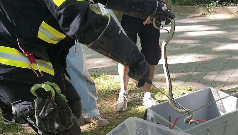 Da ist das Tier. Mit Schutzhandschuhen und Spezialgerät wird das Tier geborgen. Es ist inzwischen in der Reptilienauffangstation. Da ist das Tier. Mit Schutzhandschuhen und Spezialgerät wird das Tier geborgen. Es ist inzwischen in der Reptilienauffangstation.