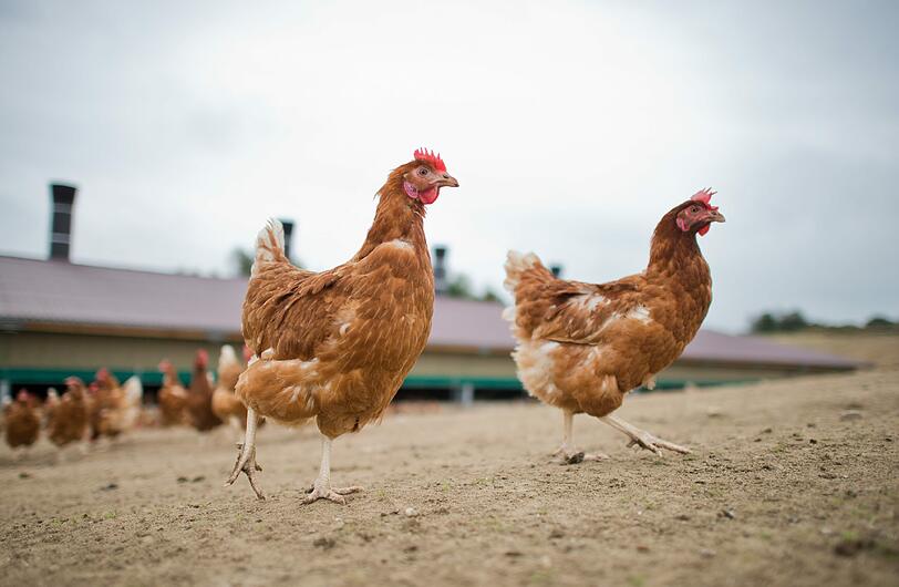 Warum der 19-Jährige das Huhn stahl und mit ihm nackt in den Pool sprang, ist nicht bekannt.